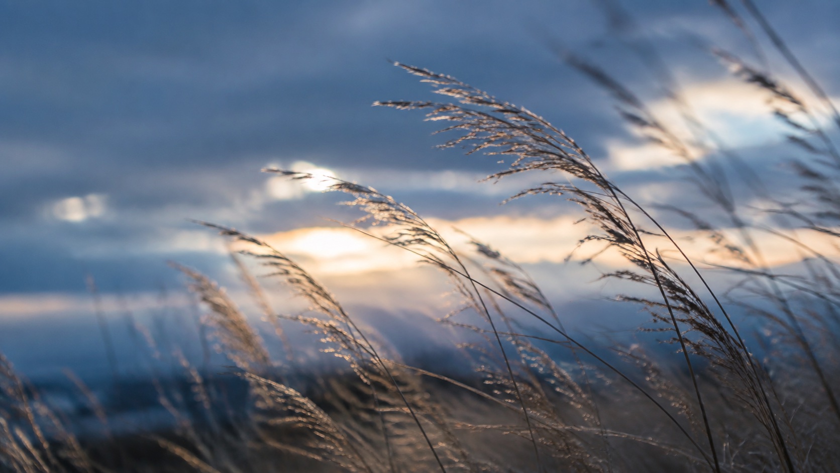 Coastal grasses at dusk, used as illustrative audio campaign artwork